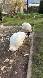 Pauwen, Dieren en Toebehoren, Geslacht onbekend, Overige soorten