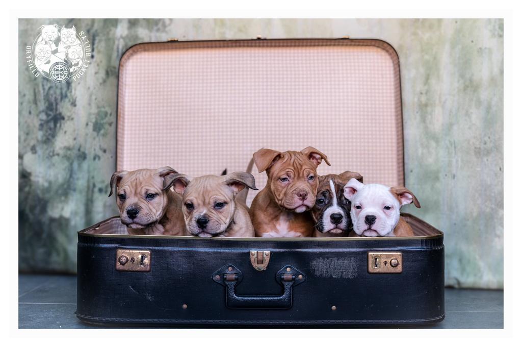 American Bully Pups, België, Fokker | Hobbymatig, Overige rassen, 8 tot 15 weken