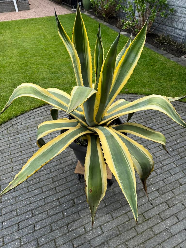 Grote Agave plant, 1.10m hoog, 1.20m doorsnee, Tuin en Terras, Volle zon, Vaste plant, Bloeit niet, Ophalen