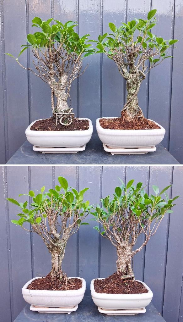 3 Ficus Jubara Bonsai- 26 cm Hoog, Huis en Inrichting, Kamerplanten, In pot, Minder dan 100 cm, Bonsai, Groene kamerplant