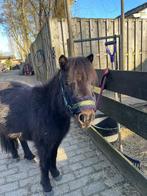 Shetlander hengst of te ruil voor veulen, Minder dan 160 cm, Hengst, Onbeleerd, Recreatiepaard
