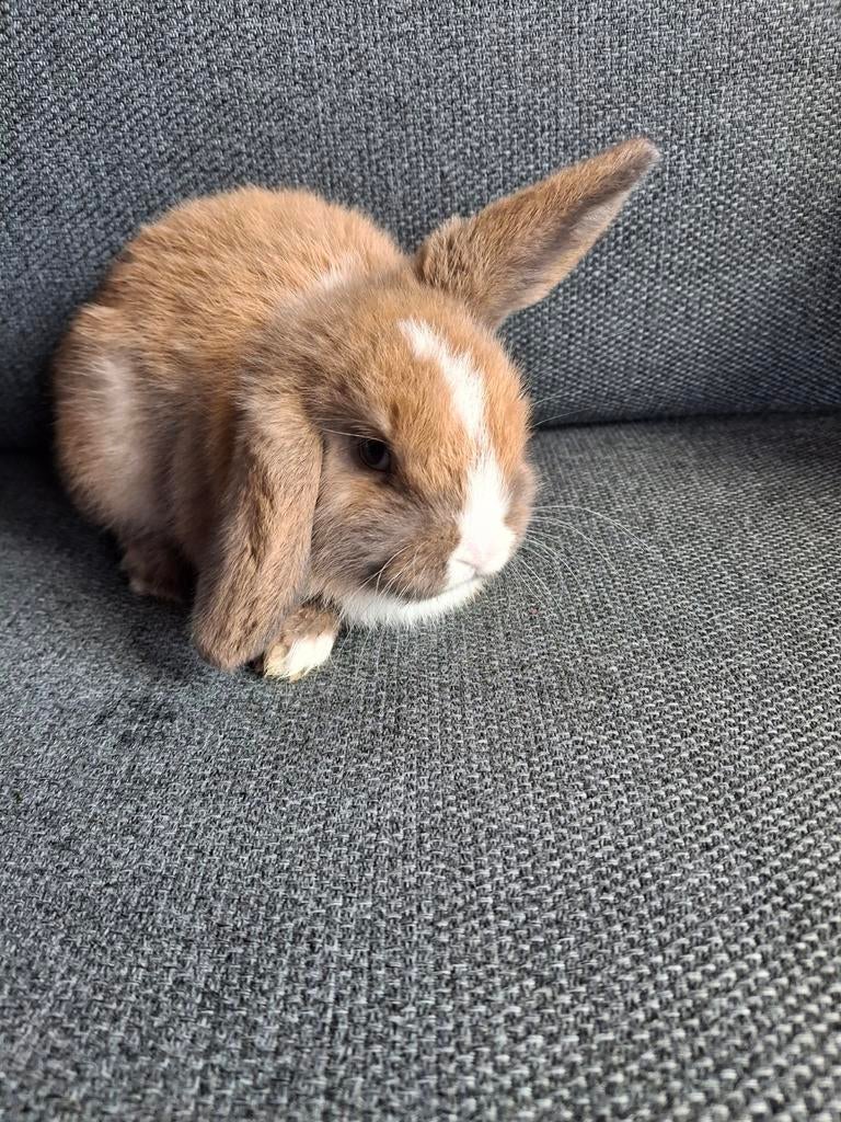 Gereserveerd minilop mini lop dwergkonijn ram  hangoor, Dieren en Toebehoren, Konijnen, Mannelijk, Dwerg, Hangoor, 0 tot 2 jaar