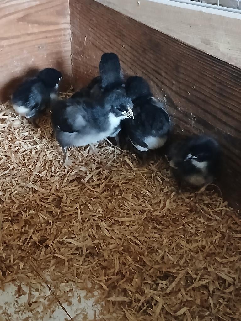australorp kuikens en hennen, Dieren en Toebehoren, Pluimvee, Meerdere dieren, Kip