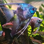 2x Maanvis Pinoy Paraiba Blauw, Dieren en Toebehoren, Vis