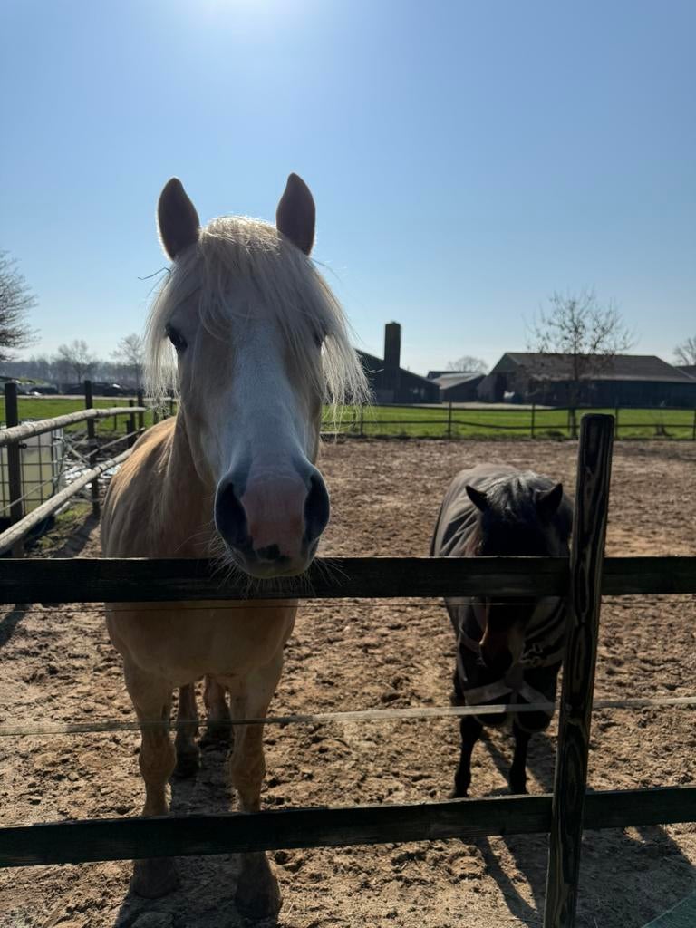 Verzorger/ster gezocht voor onze pony’s, Ophalen