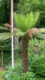 Boomvarens (Dicksonia antarctica) te koop, Ophalen of Verzenden, In pot, Volle zon