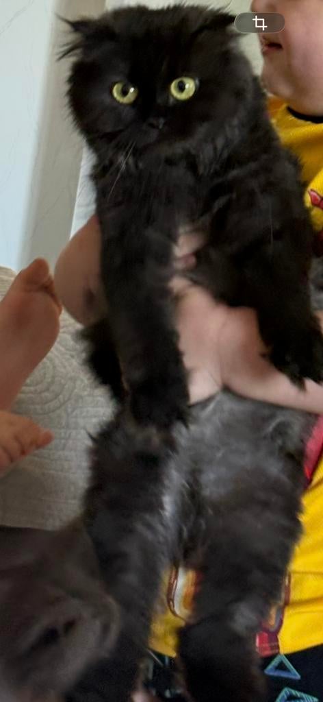 Britslang poes, Poes, Ontwormd, 3 tot 5 jaar