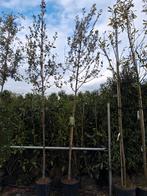 Steeneik (Quercus ilex) Hoogstam, bladhoudende bomen, Tuin en Terras, Planten | Bomen, Lente, 250 tot 400 cm, Volle zon, In pot