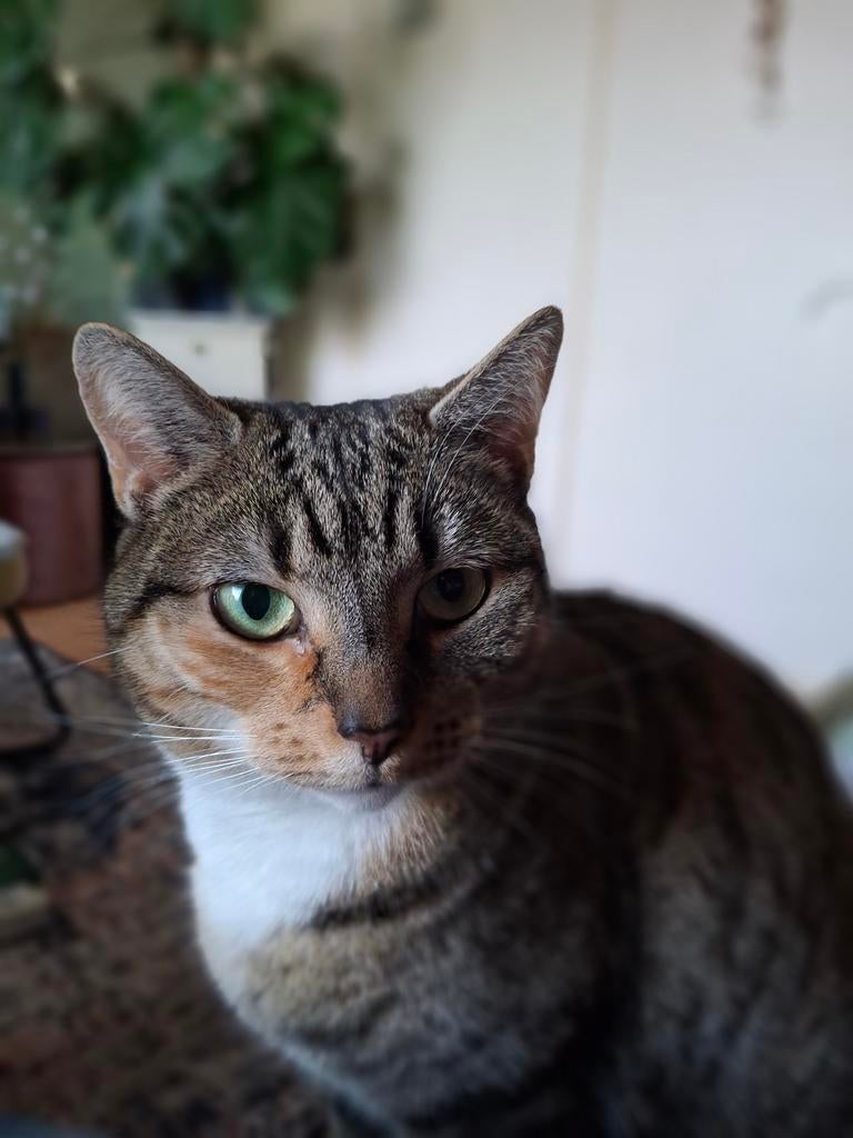 Gezocht kitten met spoed!, Dieren en Toebehoren, Katten en Kittens | Overige Katten, Kater