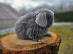 Lieve en prachtige minilop konijntjes, Dieren en Toebehoren, Konijnen, Meerdere dieren, Dwerg, Hangoor, 0 tot 2 jaar