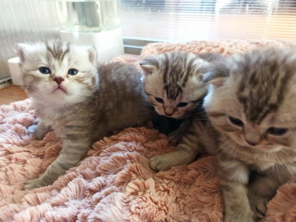 Prachtig poesje en 2 katertjes brits chocolate silver tabby, Dieren en Toebehoren, Katten en Kittens | Raskatten | Korthaar