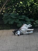 Gezonde Husky, Reu, Poolhond, Parvo, Eén hond