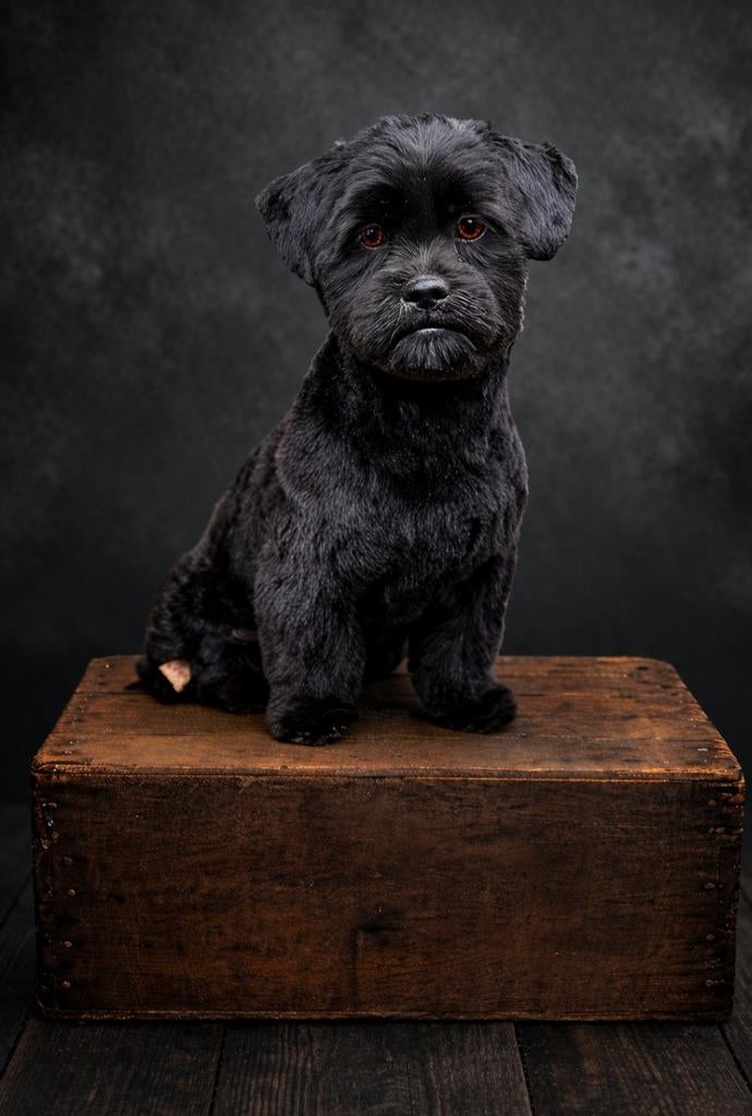 Boomer pup 9 maanden, 15 weken tot 1 jaar, Parvo, Eén hond, Nederland