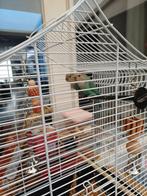 Agapornis dwergpapagaaitjes-, Geslacht onbekend, Dwergpapegaai of Agapornis