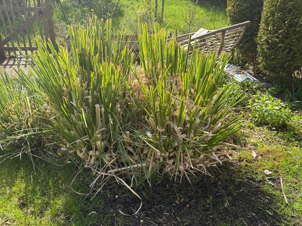 Pampas gras 2 pollen, Tuin en Terras, Ophalen, Vaste plant, Siergrassen, Volle zon
