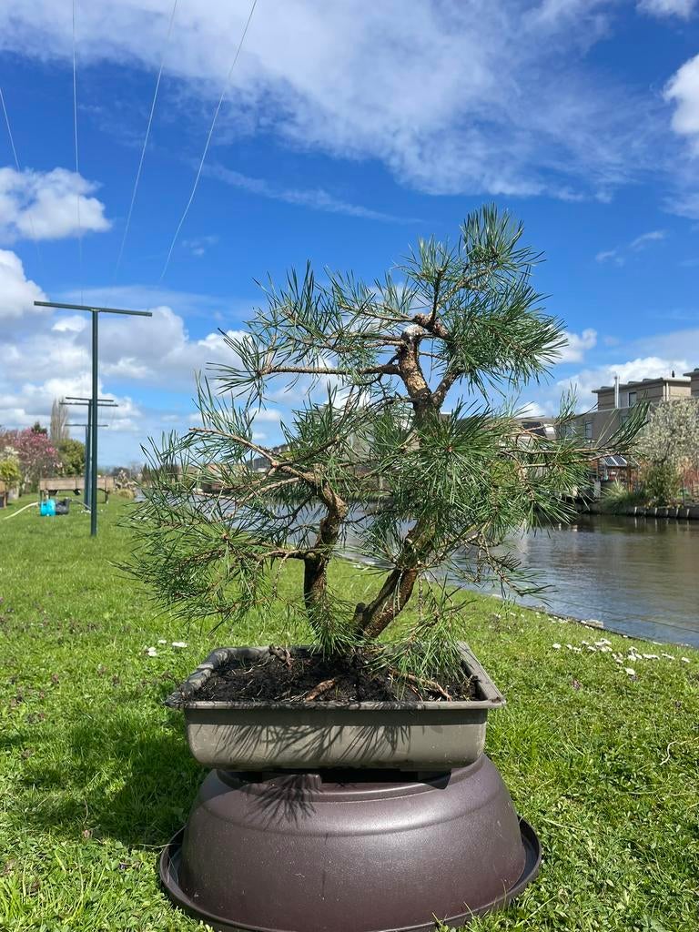 Grove den pre-bonsai, Ophalen, Bloeit niet, Halfschaduw, Overige soorten