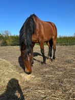 Super lieve recreatie merrie, Dieren en Toebehoren, Paarden, Merrie, Met stamboom, M, 7 tot 10 jaar