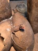 Jonge baardagamen van 14 april 2026, Dieren en Toebehoren, Reptielen en Amfibieën, Amfibie, 0 tot 2 jaar