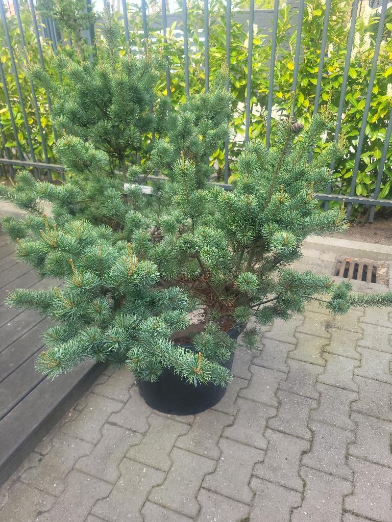 Pinus parv.negishi, Bloeit niet, Overige soorten, Minder dan 100 cm, Ophalen