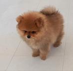 Pomeranian,pomeriaan Bear face 8,5 weekjes, Keeshond, Reu, 8 tot 15 weken, Meerdere