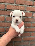 Bijzondere Chihuahua mix reutjes beschikbaar!, Dieren en Toebehoren, Honden | Chihuahua's en Gezelschapshonden, Parvo, 8 tot 15 weken