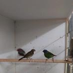 Grote cubavink, Dieren en Toebehoren, Mannelijk, Geringd