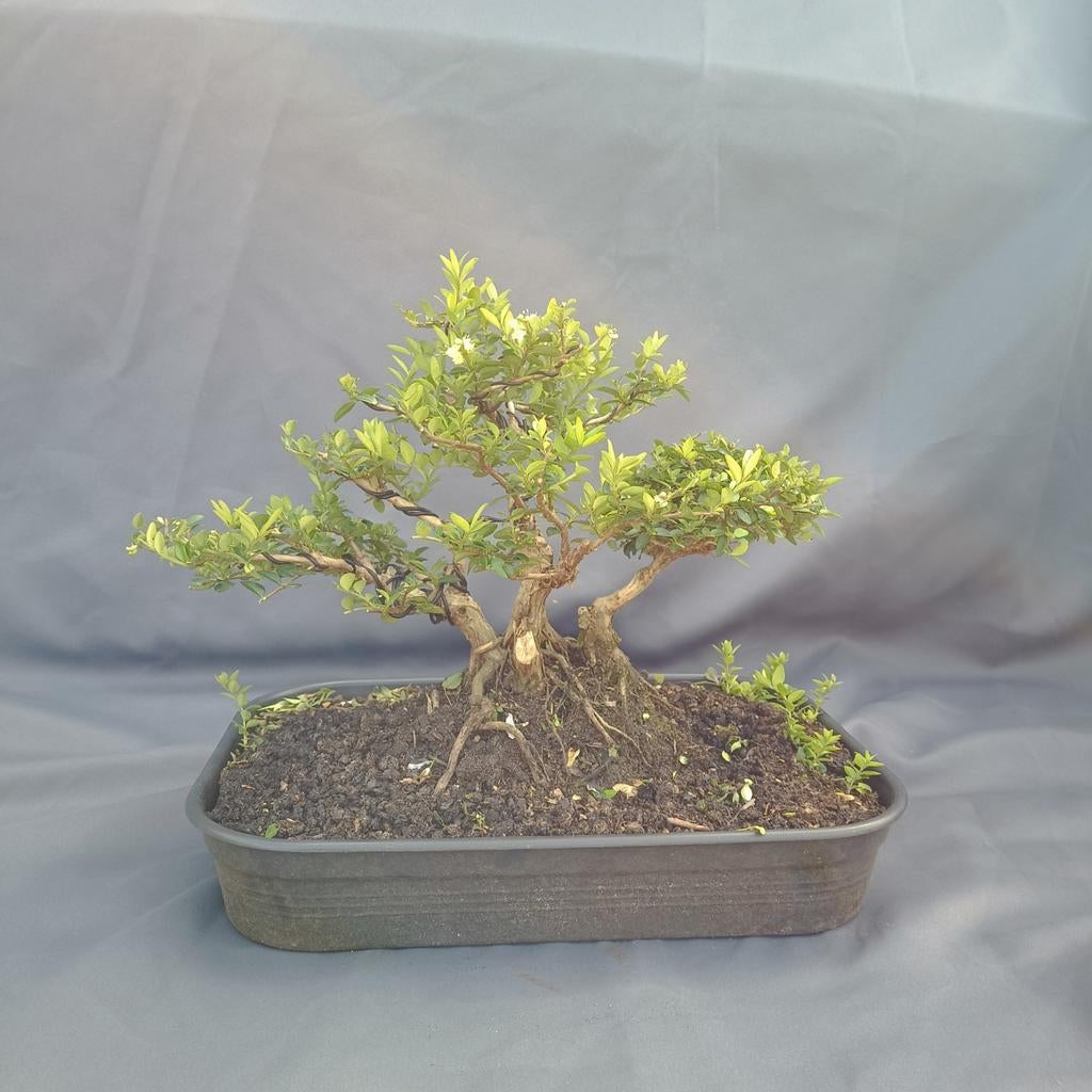 Prebonsai Lonicera Shohin - Perfect voor Bonsai Liefhebbers, Vaste plant, Halfschaduw, Lente, Ophalen