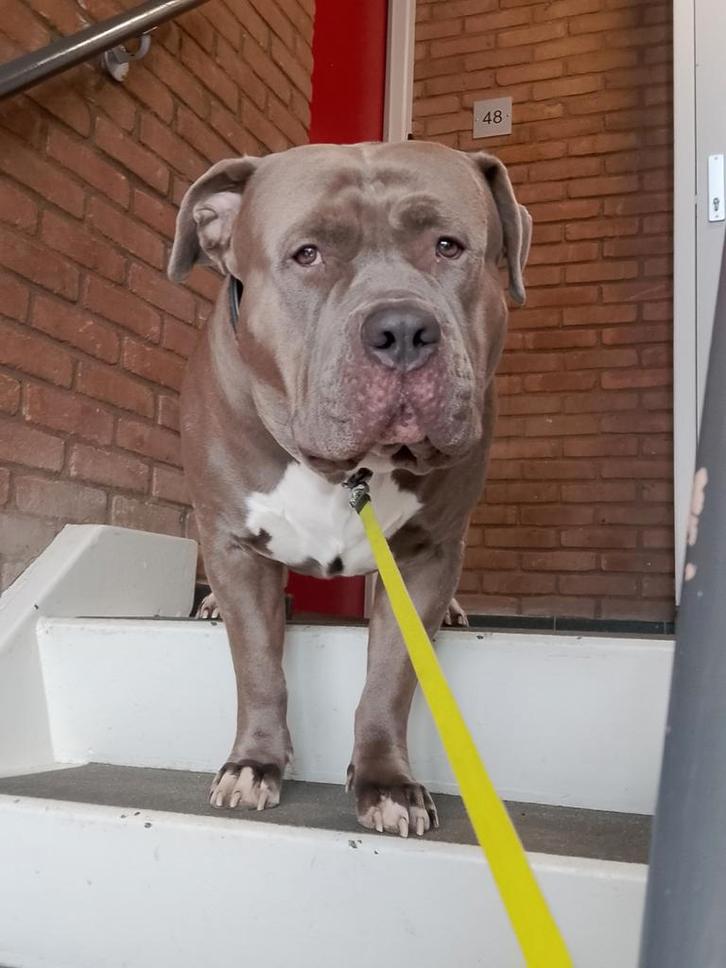 Bully XL reu 3 jaar, Dieren en Toebehoren, Honden | Bulldogs, Pinschers en Molossers, Reu, Particulier, Eén hond, Nederland, 3 tot 5 jaar