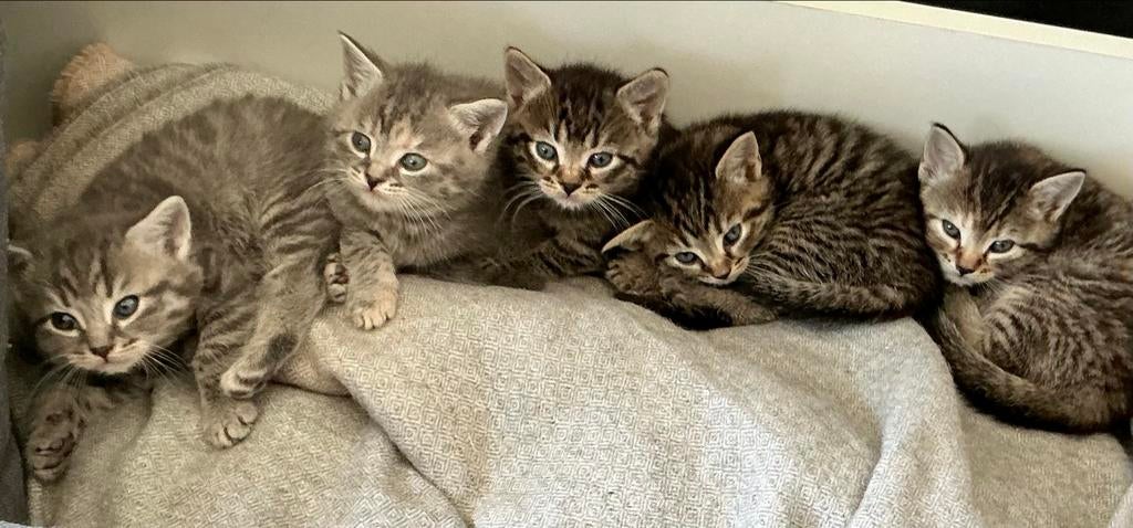 Katten, Dieren en Toebehoren, Katten en Kittens | Overige Katten, Meerdere dieren