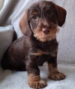 Ruwharige dwerg teckel puppy reu, 8 tot 15 weken, Dwerg, Parvo, Meerdere