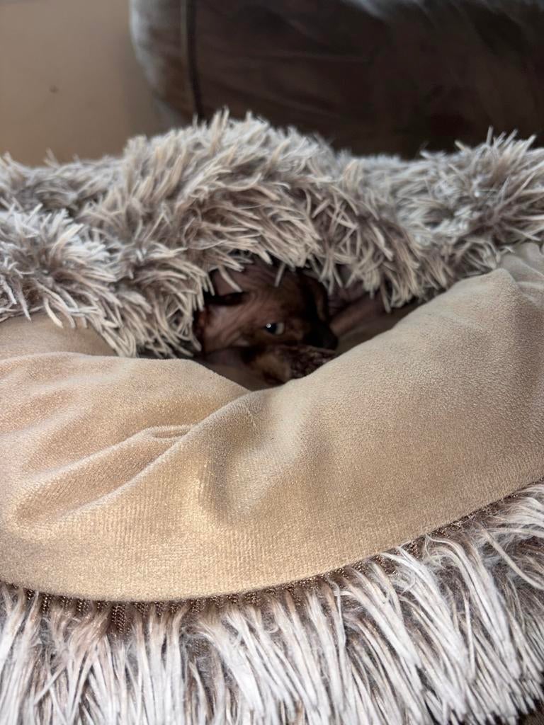 Sphynx poes, Dieren en Toebehoren, Katten en Kittens | Raskatten | Korthaar, Poes