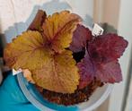 Coleus / siernetel zaailingen, Huis en Inrichting, Kamerplanten, Ophalen