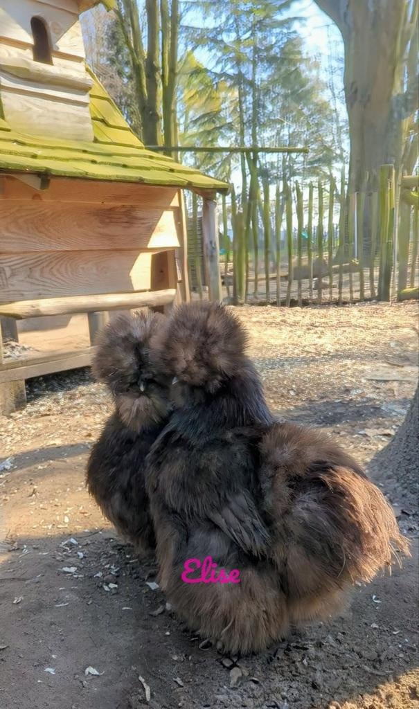 Broedeieren choco USA zijdehoen kippen zijdehoender, Kip