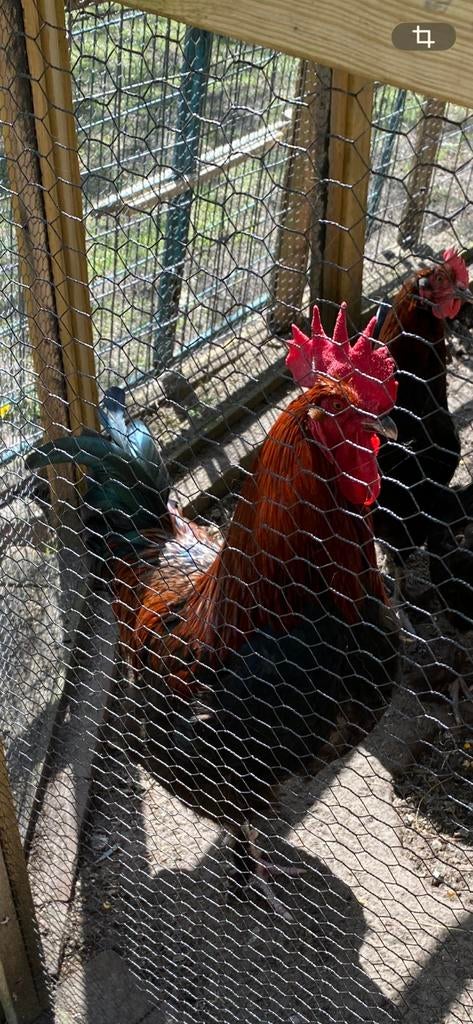 Marans haan gratis, Dieren en Toebehoren, Pluimvee, Mannelijk, Kip