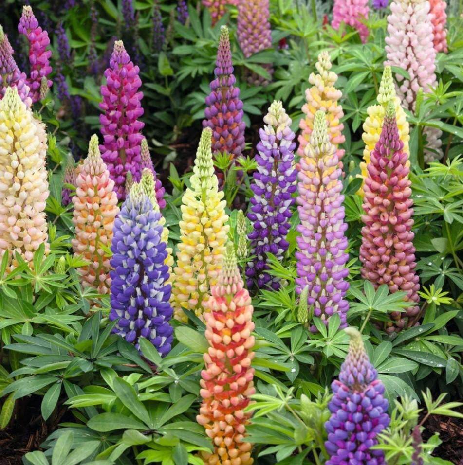 Lupine stekken - Roze en Paarse varianten, Tuin en Terras, Planten | Tuinplanten, Volle zon, Vaste plant, Zomer, Ophalen