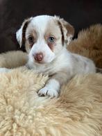 Prachtige welsh corgi cardigan pups te koop !, Overige rassen, 8 tot 15 weken, Meerdere, Meerdere dieren