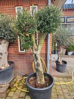 Olijfbomen dikke stam vanaf 125 euro: dit weekend open!, Ophalen of Verzenden, 100 tot 250 cm, Olijfboom, Zomer