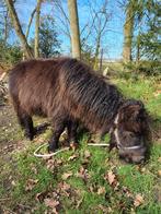 Mini shetlander hengstje, Dieren en Toebehoren, Merrie