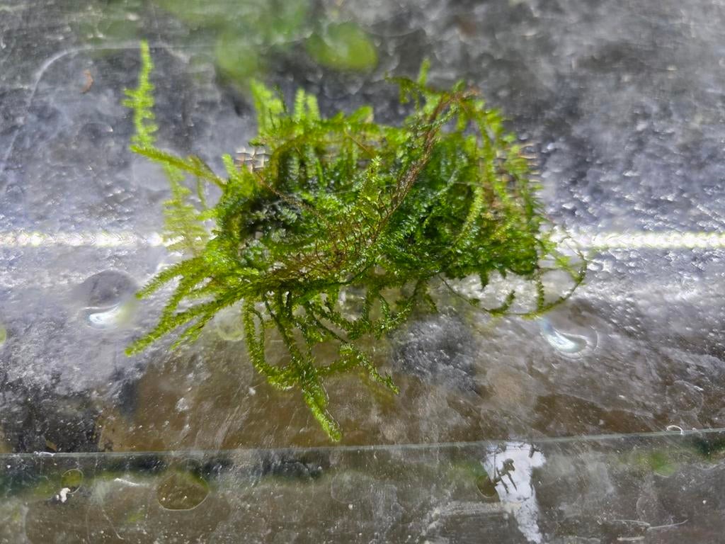 Matje javamos, Ophalen of Verzenden, Nieuw, Plant(en), Steen of Hout