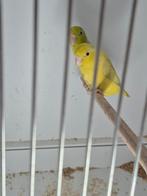 Forpus, Dieren en Toebehoren, Meerdere dieren, Parkiet, Geringd