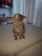 Wordt gezocht, Dieren en Toebehoren, Kater