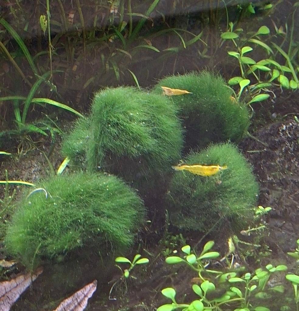 Mosballen 4 stuks voor maar 9 euro (2,80 zenden), Ophalen of Verzenden