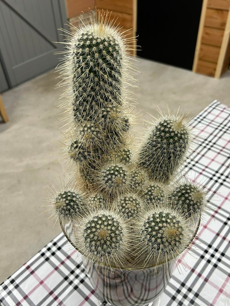 Cactus, Ophalen, Zo goed als nieuw