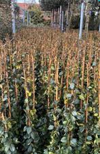 Toscaanse jasmijn 100/120 mooie groenblijvende planten, Ophalen of Verzenden, Klimplanten, Volle zon