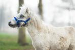 Zeer mooie few spot appaloosa jaarling hengst, Dieren en Toebehoren, Niet van toepassing, 0 tot 2 jaar, Hengst, A pony (tot 1.17m)