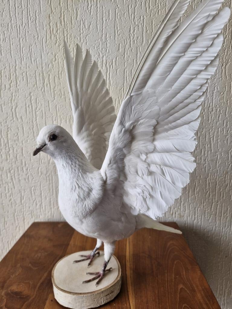 Een prachtige opgezette witte duif met open vleugels!, Verzamelen, Dierenverzamelingen, Ophalen of Verzenden, Nieuw, Vogel, Opgezet dier