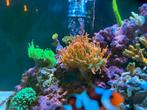 Sunburst Anemoon, Dieren en Toebehoren, Vis, Zoutwatervis