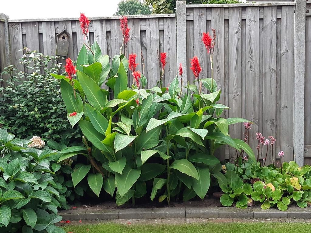 Canna knollen, Ophalen, Voorjaar, Volle zon, Knol