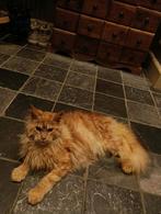Lieve rode mainecoon kater met stamboom, Kater, Met stamboom, 0 tot 2 jaar