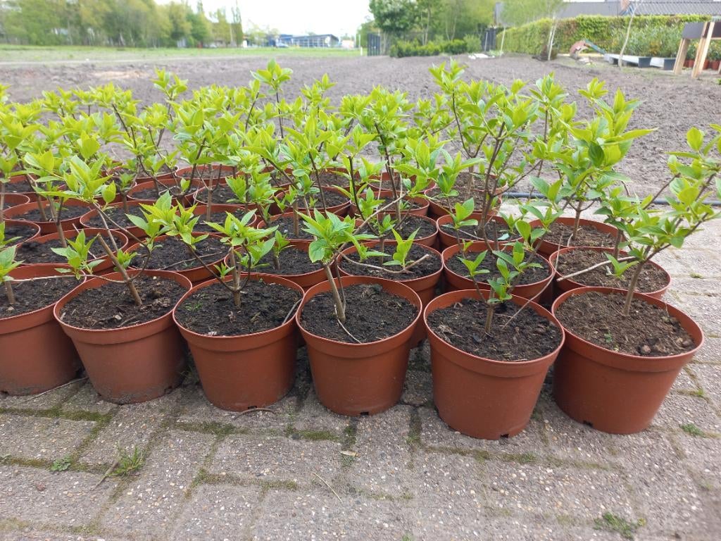 Pluimhortensia hortensia schapenkop, Ophalen, Hortensia, Struik, 100 tot 250 cm